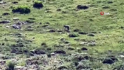 Tilkinin yiyecek arama telaşı kamerada