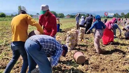 Sarı Altın Hasadı Başladı; Tarlada 13 Liradan Satılıyor