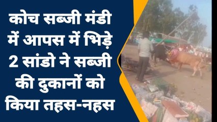 जालौन: दो सांडों में जमकर हुआ भयानक युद्ध,क्षेत्र में मचा दी तबाही