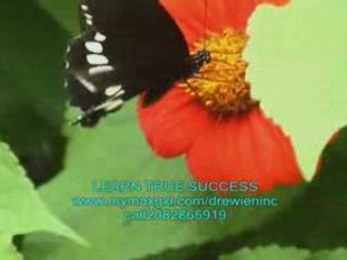 Lollipop lil wayne HOW TO SUCCEED