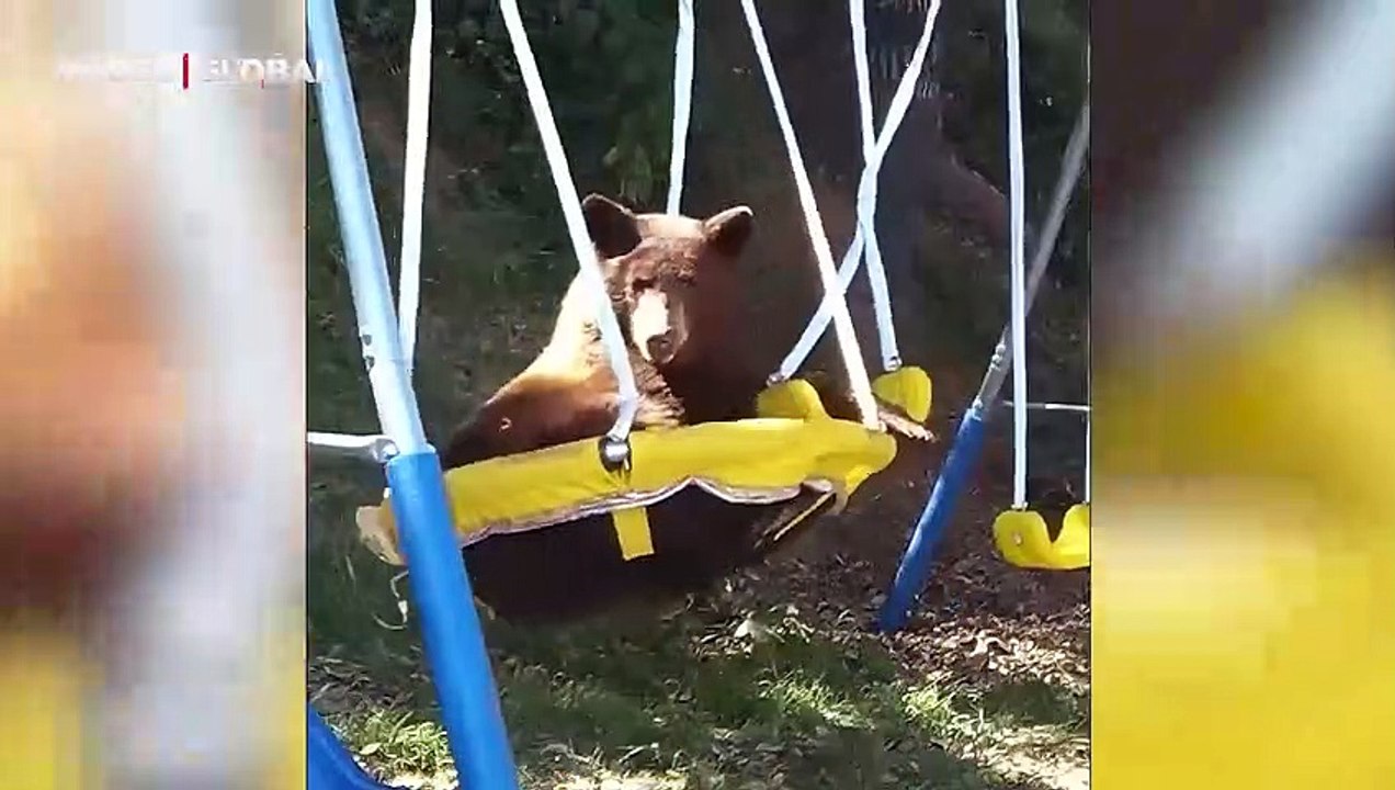 Güvenlik kamerası ile ortaya çıktı: Parkı boş bulunca koşarak oynamaya giden ayının görüntüleri kahkahaya boğdu