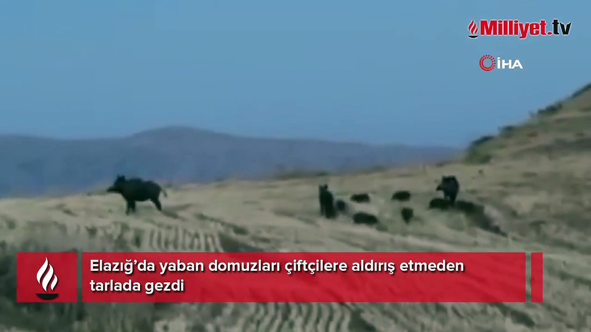 Elazığ’da yaban domuzları görüntülendi