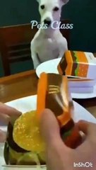 funny videos of cats and dogs fighting