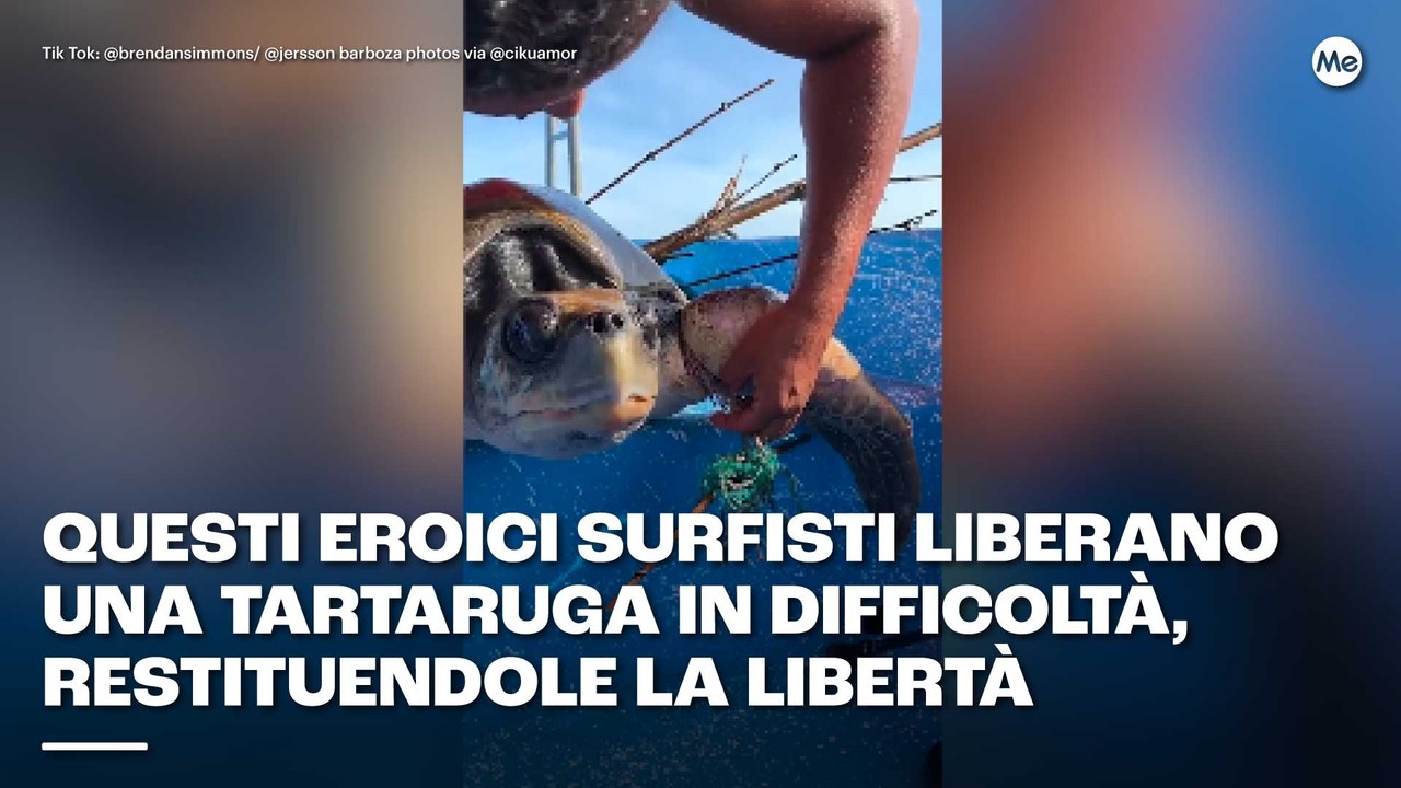 Questi eroici surfisti in Nicaragua liberano una tartaruga in difficoltà, restituendole la libertà