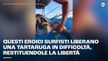 Questi eroici surfisti in Nicaragua liberano una tartaruga in difficoltà, restituendole la libertà