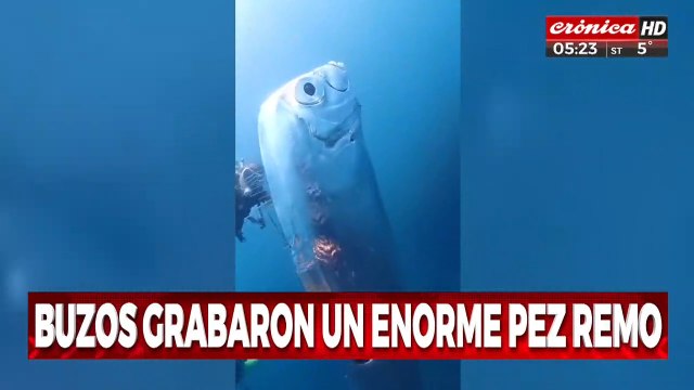 Grabaron pez remo gigante y ahora temen una catástrofe