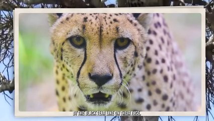 Leopard Rips Hyena Apart and Devours It