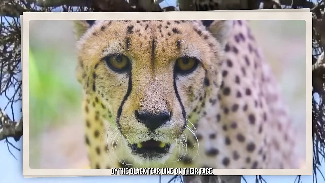 Leopard Rips Hyena Apart and Devours It