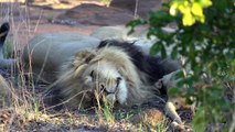 Lion cub greet and play with Dad - Simba and Mufasa