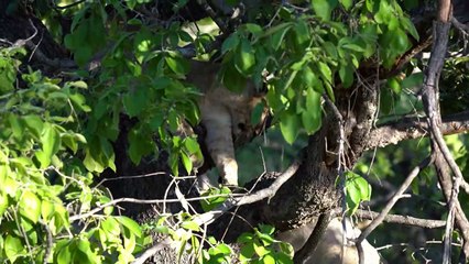 Lion cub KICKS dad in the face