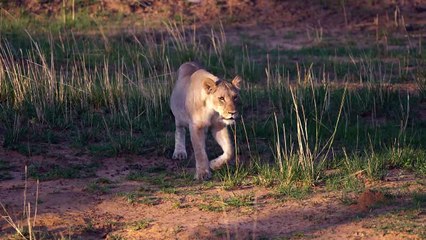 Lion cubs play fighting