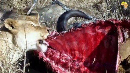 Lion pride feeding on buffalo   Archive footage, WHO is the pride