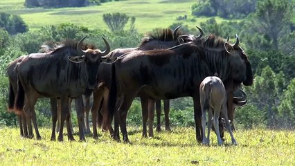 Lioness Saves Baby Wildebeest From Hyena Jaw