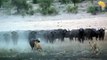 LIONS bite off more than they can chew,  BUFFALO STAMPEDE...   ARCHIVE FOOTAGE