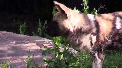 Lions Hunt Wild Dog Puppies in The Absence of Their Mother