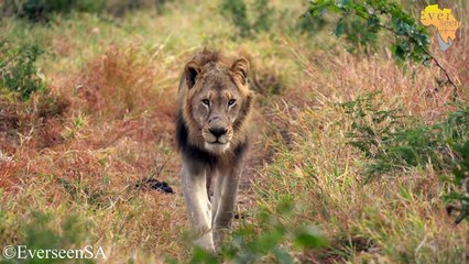 Mandevu, Mchile & Lambile Tintswalo LIONS getting ready for Buffalo HUNT