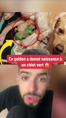 Ce chien donne naissance a un chiot tres rare !