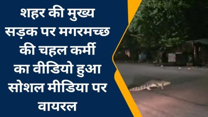 कोटा : सड़क पर टहलता नजर आया मगरमच्छ, लोगों में मचा हडकंप
