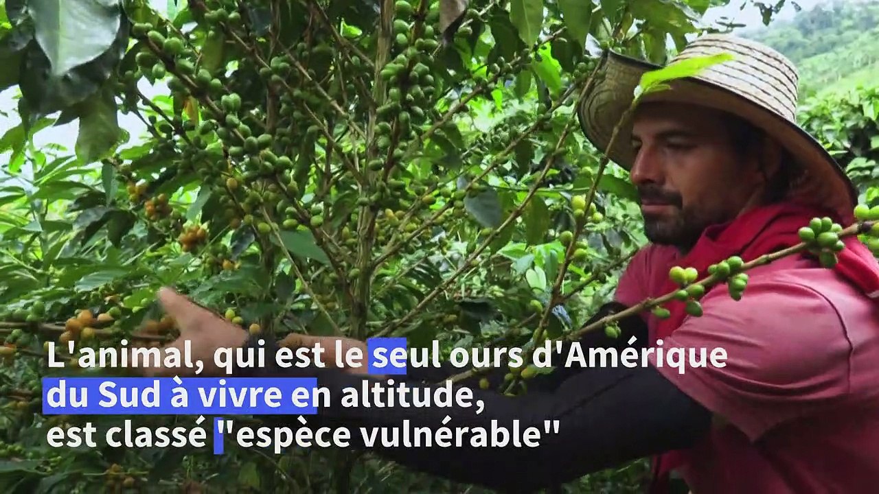 Colombie: l'ours à lunettes à la rescousse des producteurs de café, et vice-versa