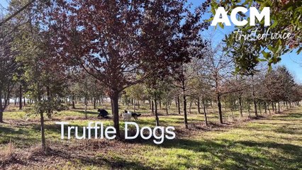 Meet the New England Dogs Mastering the Art of Truffle Hunting 🐶