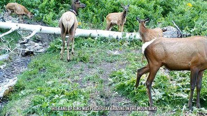 Mighty Puma Bullies A Baby Lama Before Executing It
