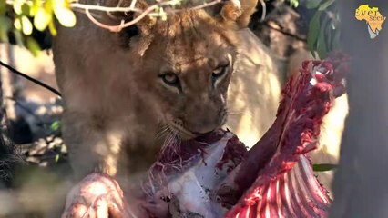 Newborn LION cubs ONLY 10 days old Sired by Sark males