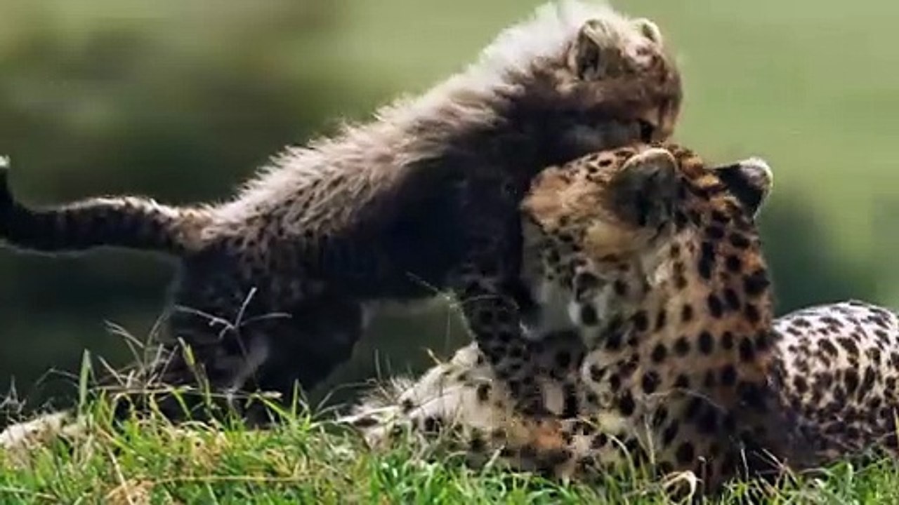 Oryx Mortally Wounded A Cheetah Before Death