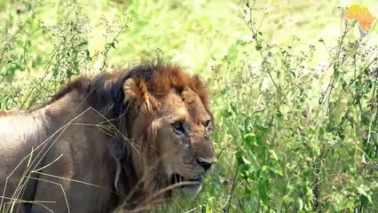 RARE SIGHTING of newly born LION CUBS - Part 2 3 Sired by Masungulo males