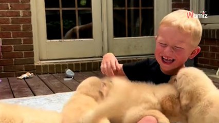 Un enfant est encerclé par des chiots : 4,1M d'internautes sont hilares devant sa réaction (vidéo)