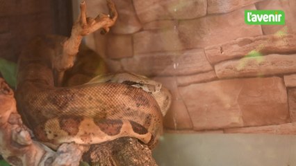 Les reptiles et invertébrés de Nac Passion