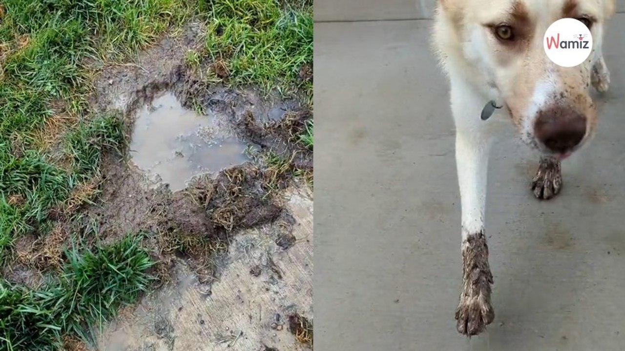 Des trous apparaissent mystérieusement près d'un enclos : ils réalisent que le coupable n'est pas bien loin (vidéo)