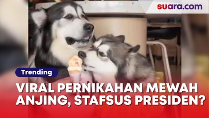 Sosok Crazy Rich PIK yang Gelar Pernikahan Anjing, Benarkah Tim Stafsus Presiden?