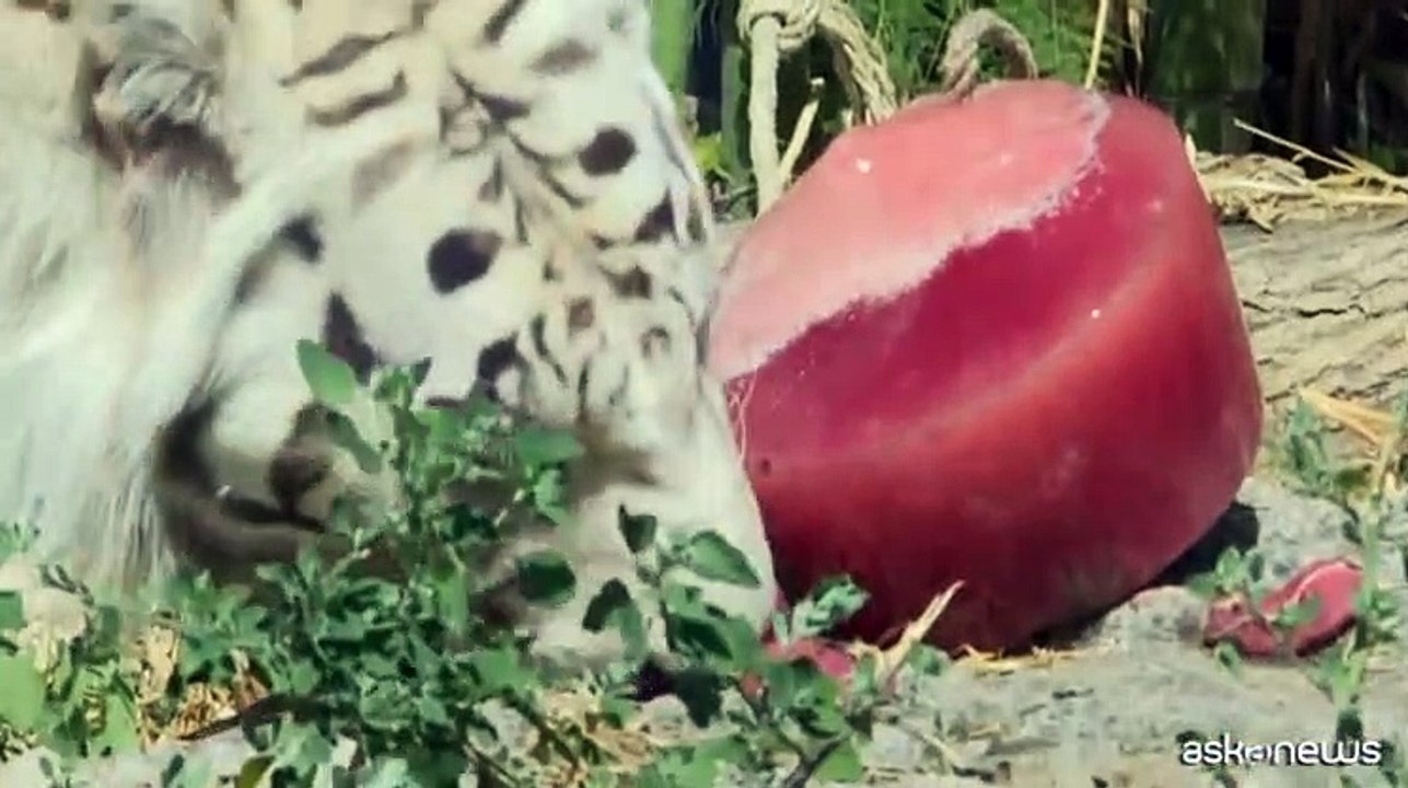Gelati e cibo ghiacciato per gli animali del Bioparco di Roma