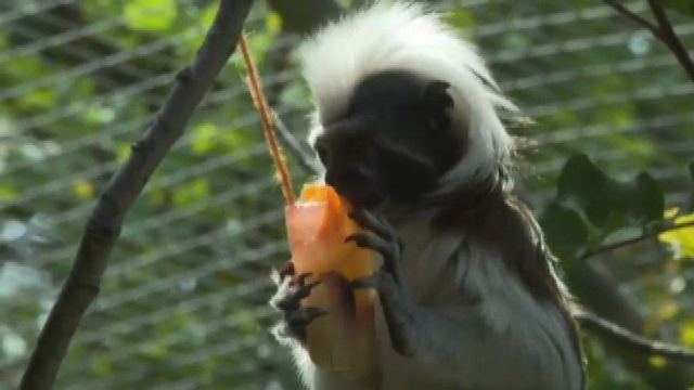 Gelati e cibo ghiacciato per gli animali del Bioparco di Roma