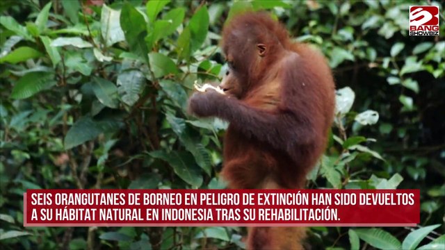 Orangutanes en peligro de extinción son devueltos a su hábitat en Indonesia