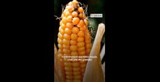 Culture du maïs: chasse aux idées reçues !