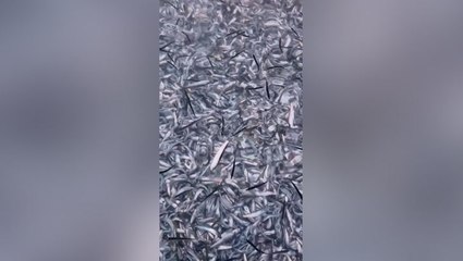 Thousands of dead fish filmed washing up in Devon seaside