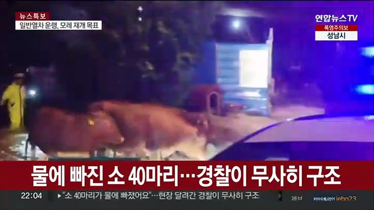 물에 빠진 소 40마리…경찰이 구했다