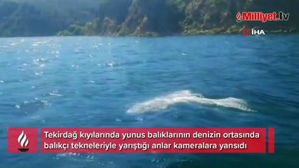 Tekneyle yarışan yunuslar böyle görüntülendi