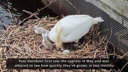 Cygnets thriving in the Water of Leith