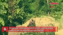Sinop'ta ormanlık alandaki ayı yiyecek ararken görüntülendi