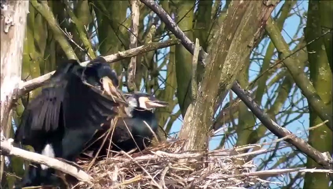 Top 10 Most Crazy Animals People Actually Own video Dailymotion