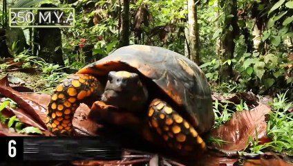 Top 10 Prehistoric Creatures That Actually Still Exist