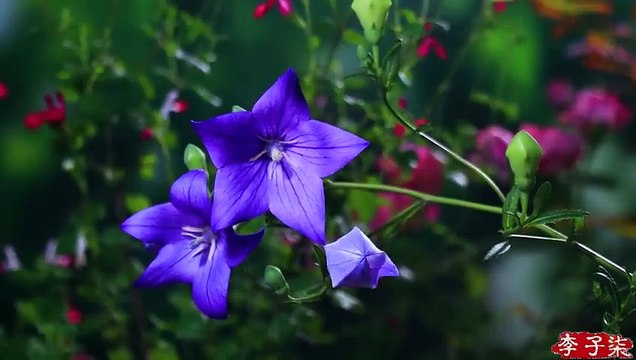 Firewood, rice, oil, salt, soy sauce, vinegar, and tea