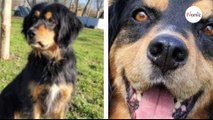 Très malade, la maîtresse de ce chien a été obligée de le confier à une association, mais il n'intéresse personne