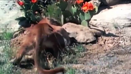 10 Real Extreme Animal Fights Caught On Camera - Craziest Animals Attack