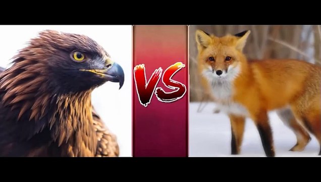 20 БИТВ ЖИВОТНЫХ СНЯТЫХ НА КАМЕРУ