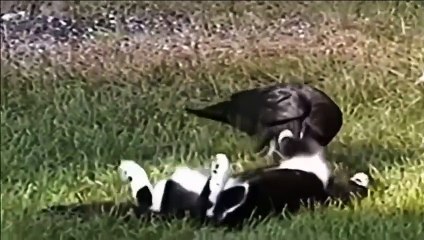 Amazing Animal Friendships You Won't Believe