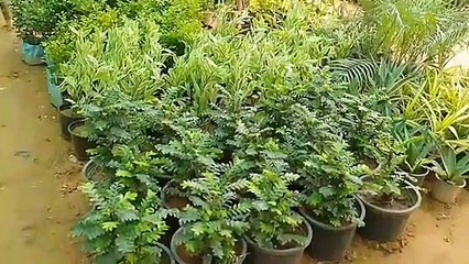 सघन पौधरोपण अभियान, लगाए 97 हजार पौधे