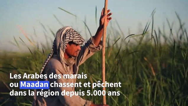 En Irak, les marais du Sud s'assèchent et une civilisation agonise